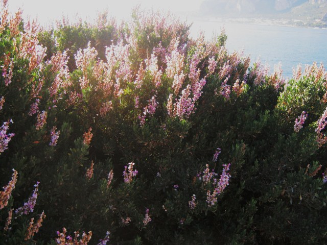 Limoniastrum monopetalum